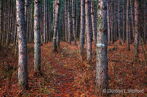 Rideau Trail_10729-31.jpg - The Rideau Trail is a 387-kilometre (240 mi) hiking trail in Ontario, Canada, linking Ottawa and Kingston.Stand of pine trees photographed at Ottawa, Ontario - the capital of Canada.